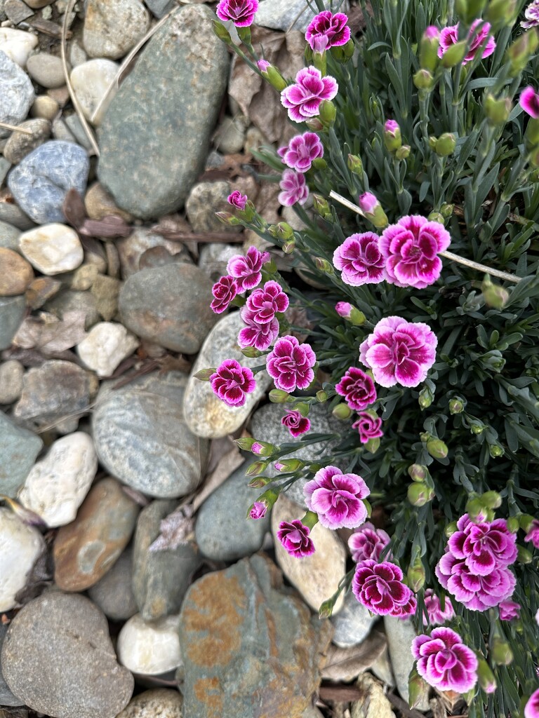 Dianthus by shutterbug49