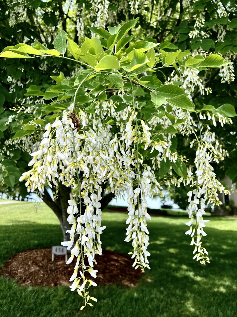 Yellowwood Blooms  by calm