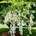 Yellowwood Blooms  by calm