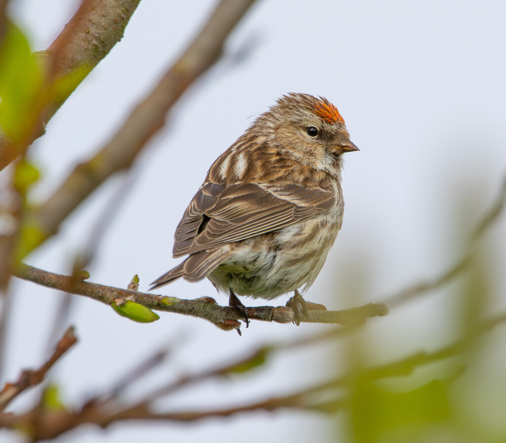 Redpoll by lifeat60degrees