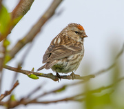 11th May 2023 - Redpoll