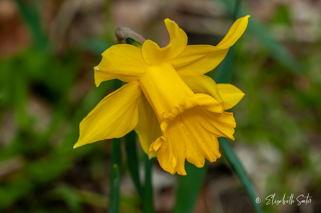 Daffodil by elisasaeter