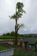 11th May 2023 - more tree-felling
