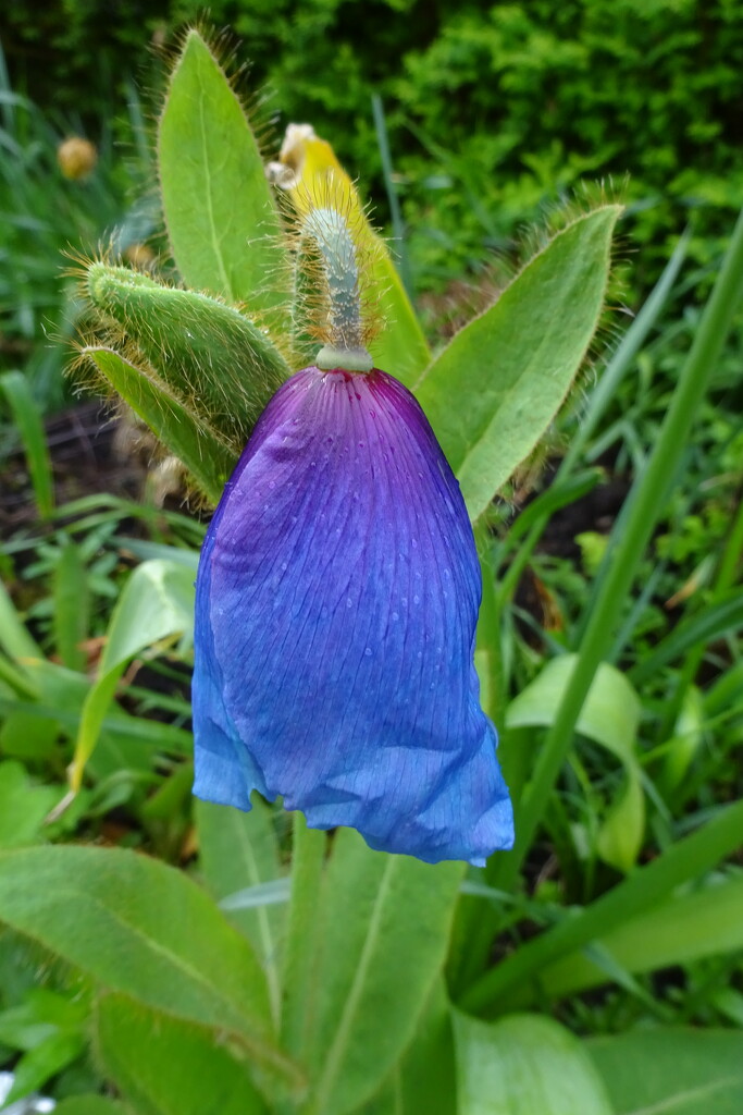 third blue poppy plant flowers! by anniesue