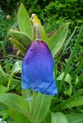 11th May 2023 - third blue poppy plant flowers!