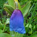third blue poppy plant flowers! by anniesue