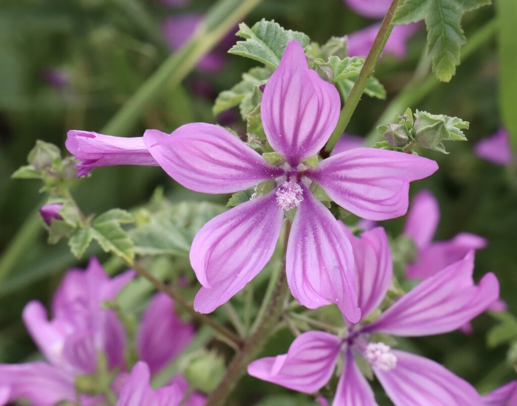 Common Mallow by jeremyccc