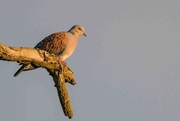 11th May 2023 - Turtle Dove.