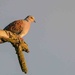 Turtle Dove. by padlock