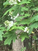 11th May 2023 - Oak leaf Hydrangea