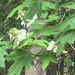 Oak leaf Hydrangea by gratitudeyear