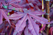 11th May 2023 - Japanese Maple leaf