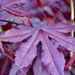 Japanese Maple leaf by larrysphotos