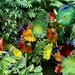 Missouri Botanical Gardens  by illinilass