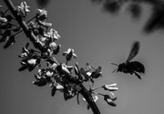 11th May 2023 - pollinator bw