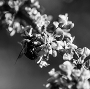 11th May 2023 - pollinator bw_1