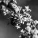 pollinator bw_1 by darchibald