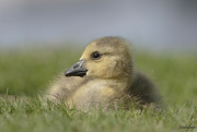 10th May 2023 - Baby gosling