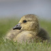 Baby gosling by fayefaye