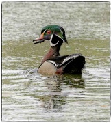11th May 2023 - Woodie Wood Duck