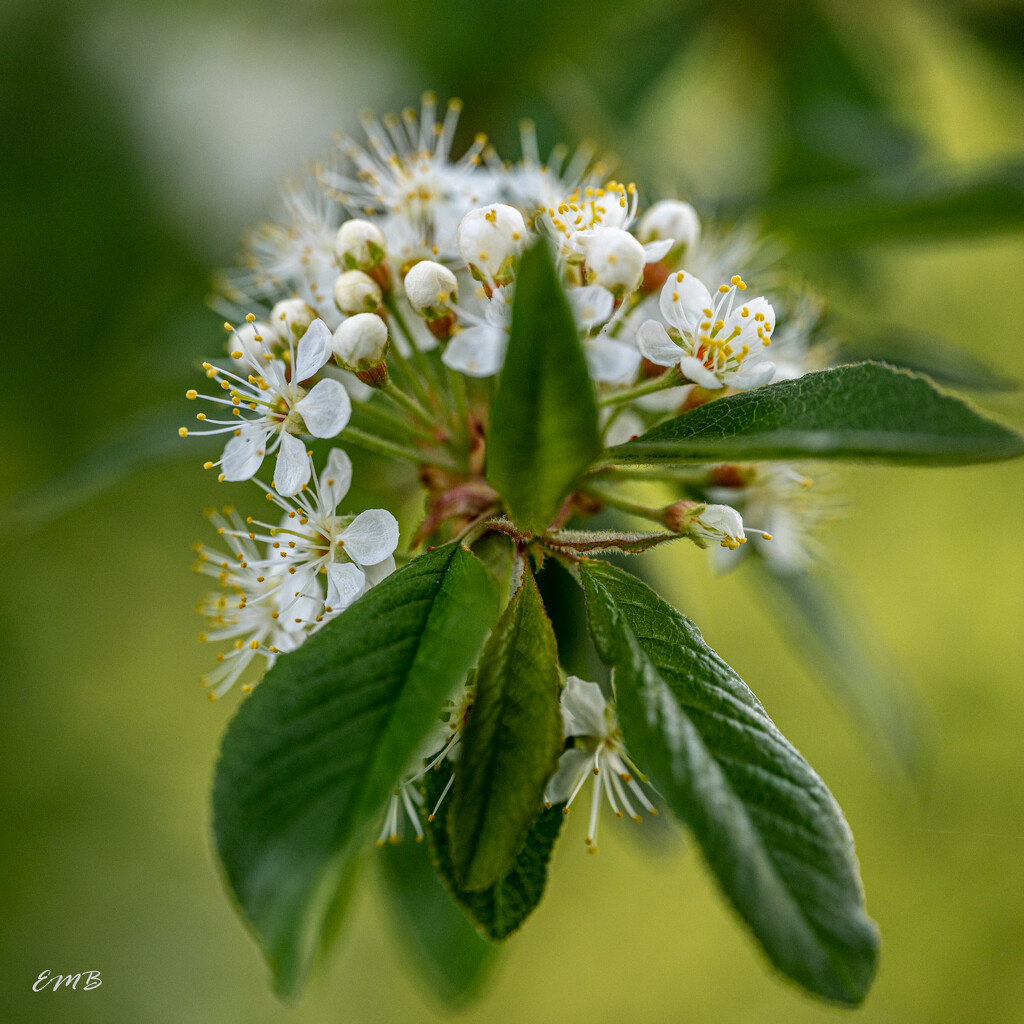 Fruit tree blossoms by theredcamera
