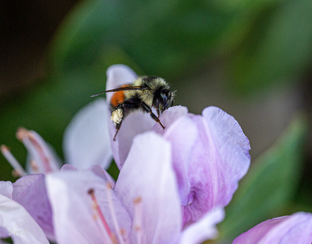 Another Bee photo by theredcamera