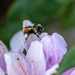 Another Bee photo by theredcamera
