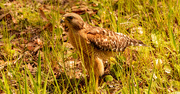11th May 2023 - Red Shouldered Hawk!