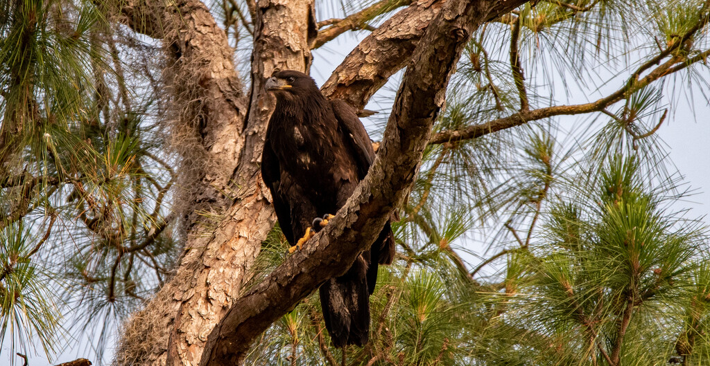The Eagle Baby, Just Before it Flew! by rickster549
