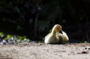 8th May 2023 - baby goose!