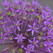 Lavender Clusters by genealogygenie