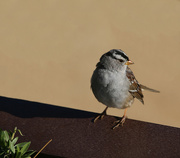9th May 2023 - white-crowned sparrow