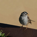 white-crowned sparrow by ellene