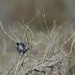 california gnatcatcher by ellene