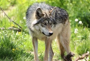 9th May 2023 - One Year Old Mexican Gray Wolf