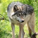 One Year Old Mexican Gray Wolf by randy23