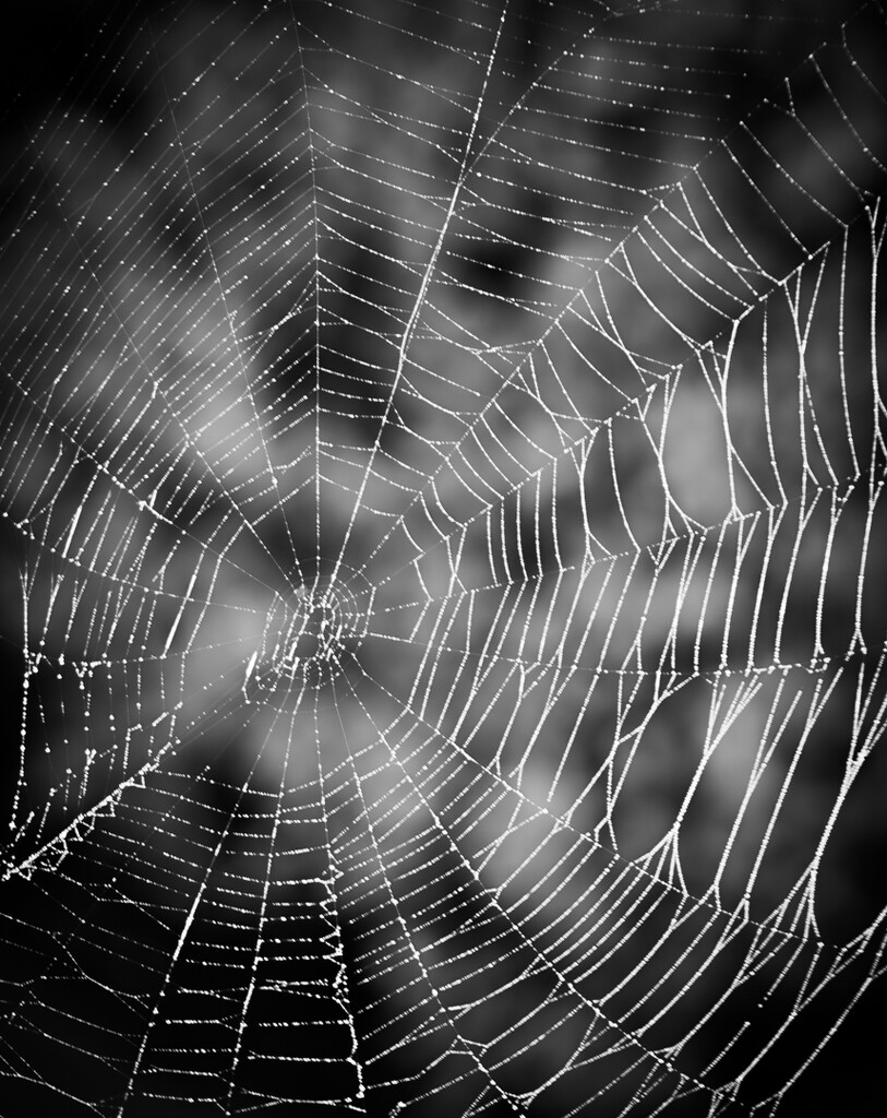 Spider Web by 365projectclmutlow