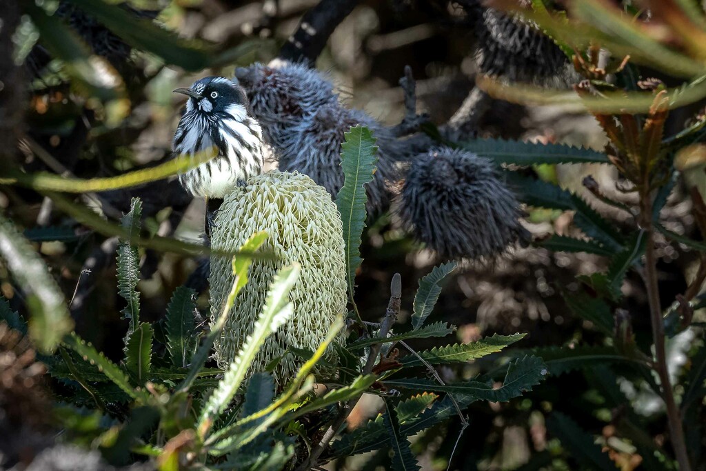 New Holland honeyeater on Banksia flower by pusspup