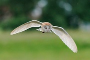 10th May 2023 - Barn Owl.