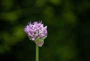 11th May 2023 - The Alliums