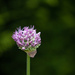 The Alliums by phil_sandford