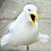 Herring Gull by casablanca