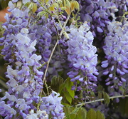 12th May 2023 - Wisteria