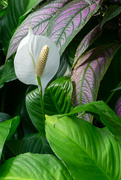12th May 2023 - Peace Lily 