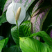 Peace Lily  by briaan