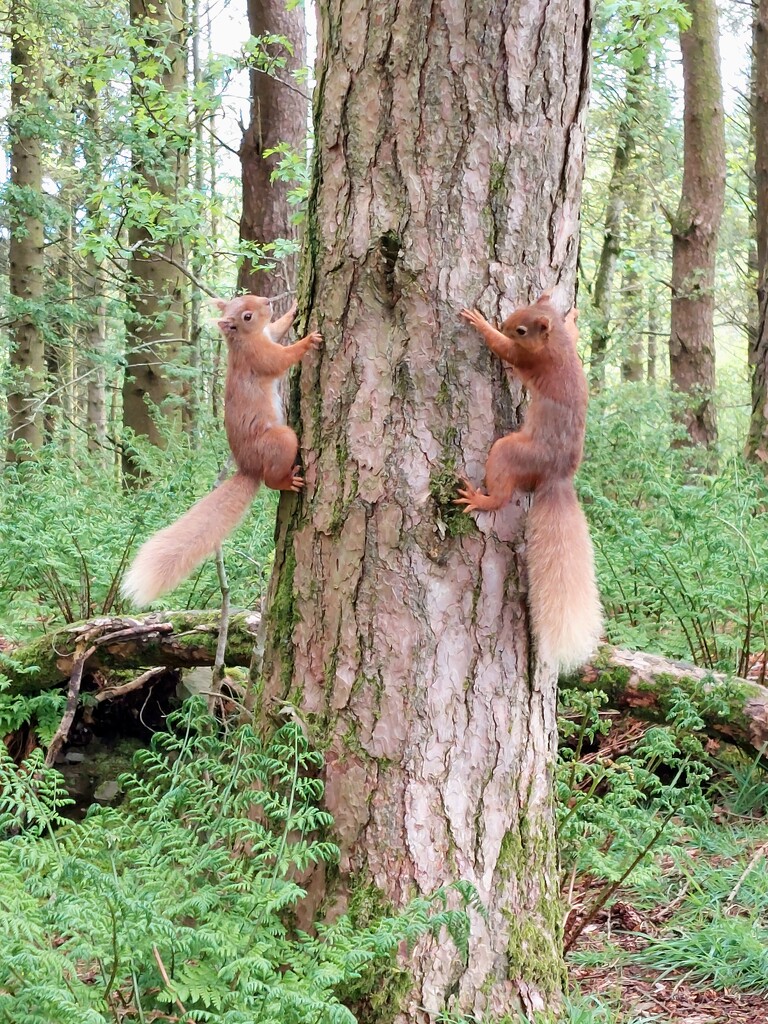Red squirrels in Barhill Wood, Kirkcudbright  by samcat
