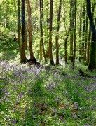 12th May 2023 - Bluebells in Barhill Wood, Kirkcudbright 