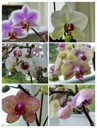12th May 2023 - Thanks Orchids