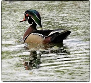 11th May 2023 - Wood Duck