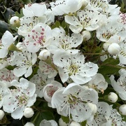 12th May 2023 - Hawthorn or May Blossom